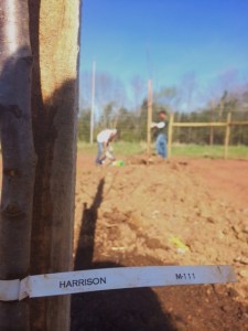 Blog post Planting the Harrisons 1